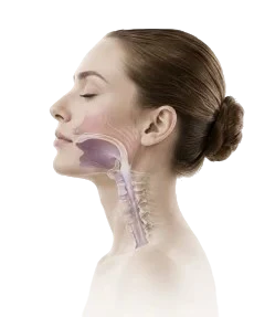Illustration of the airway highlighted in a woman's profile